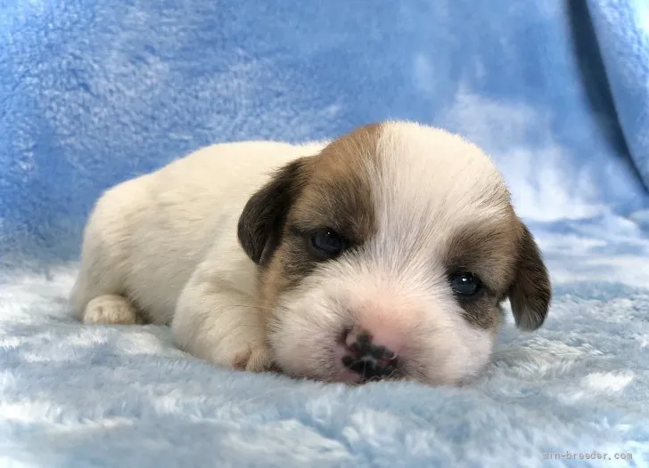 ID:2110-00416の子犬