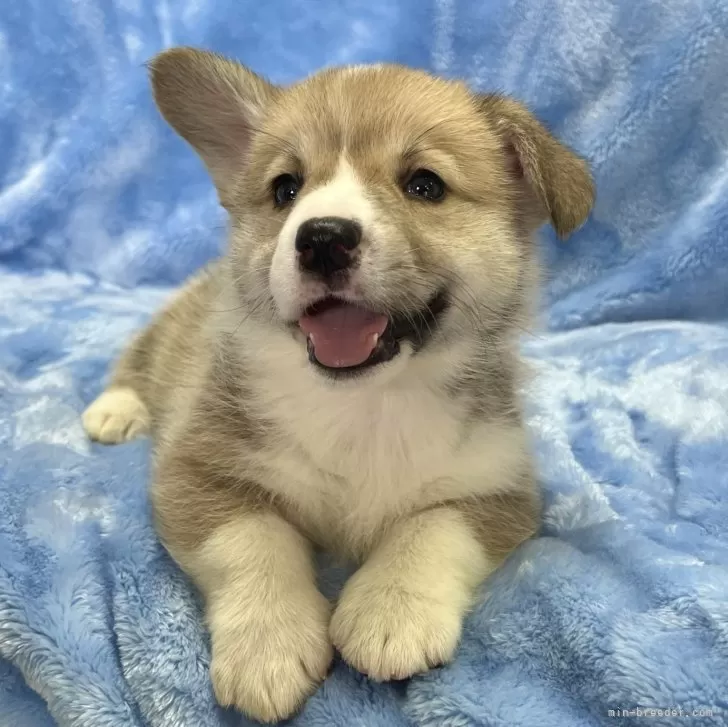 H.O 様のお迎えした子犬