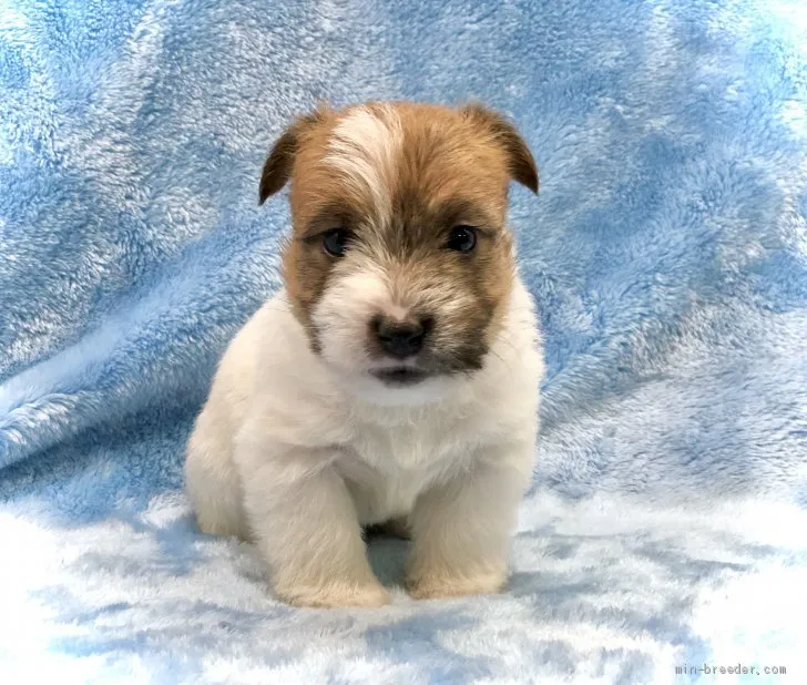 ID：2012-01939の子犬