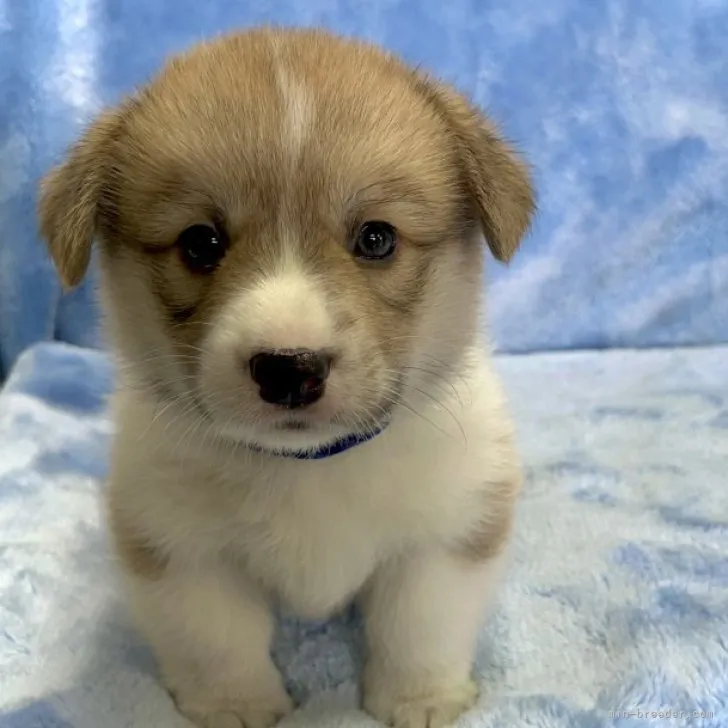 H 様のお迎えした子犬