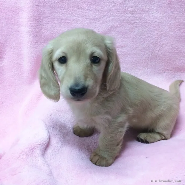 ID：1612-00309の子犬