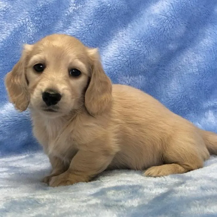 ID：2207-04725の子犬