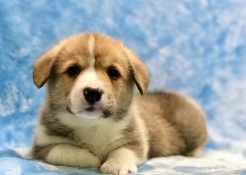 ウェルシュ・コーギー・ペンブローク【大阪府・男の子・2019年12月3日・レッド&ホワイト】の写真「ハニーボーイくん。」