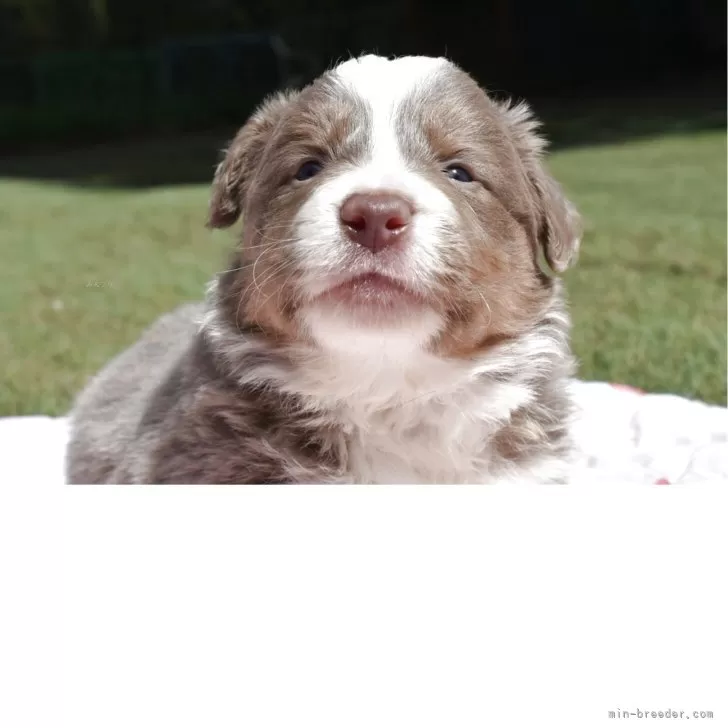 ID：2504-01175の子犬