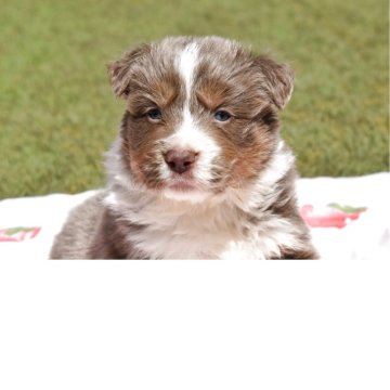 ボーダーコリー【三重県・男の子・2025年3月20日・イザベラタン】の写真「パパがニュージーランド輸入犬」