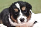 ボーダーコリー