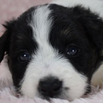 ボーダーコリー【三重県・女の子・2023年10月18日・トライカラー】の写真「ブラックホワイトに見えますがトライカラーです。」