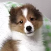 シェットランドシープドッグ
