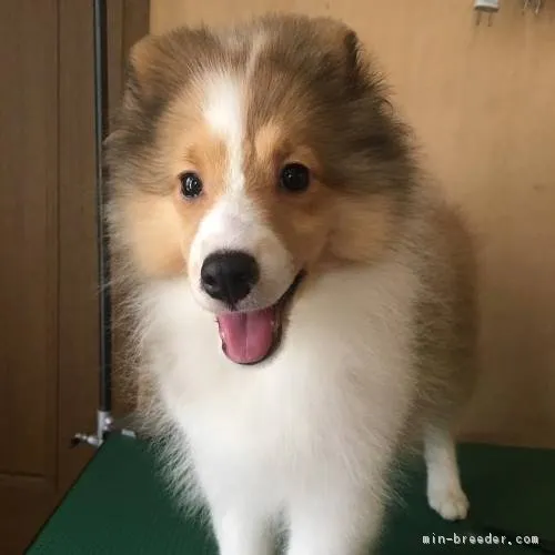 ID：1709-00241の子犬