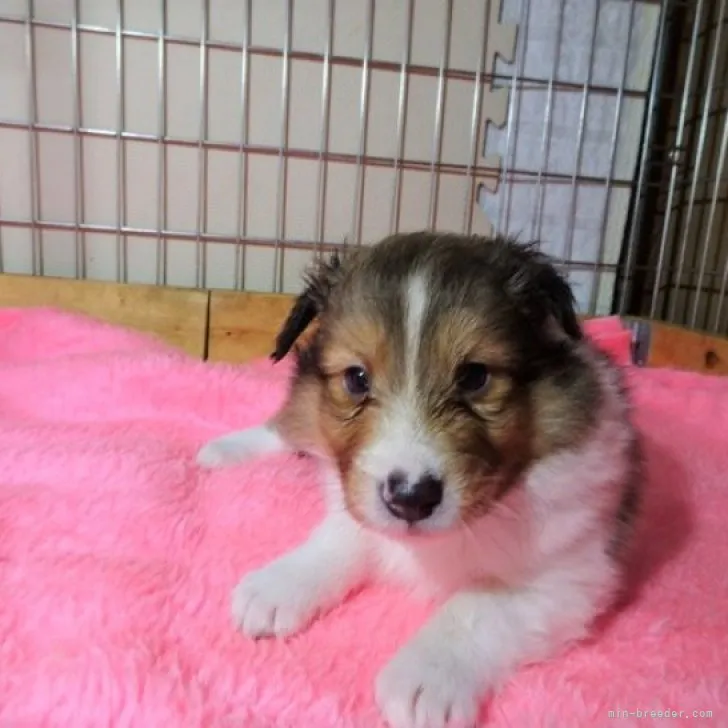 Y.Y 様のお迎えした子犬