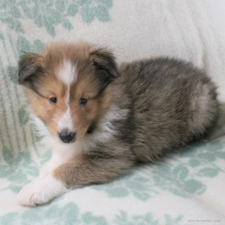 ID:2309-03109の子犬