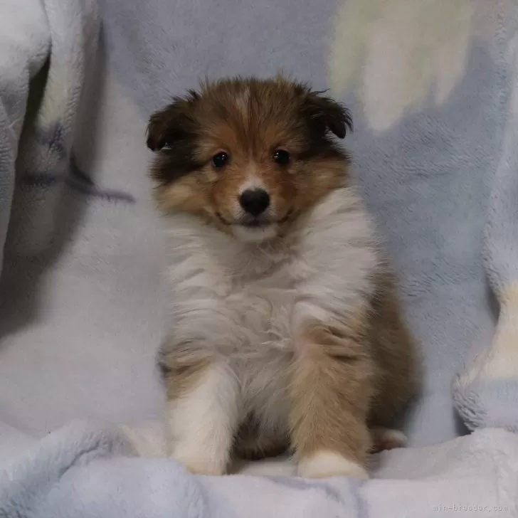 ID：2405-00051の子犬