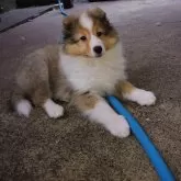 シェットランドシープドッグ【神奈川県・女の子・2024年4月1日・セーブル&ホワイト】の写真1「6月13日撮影」