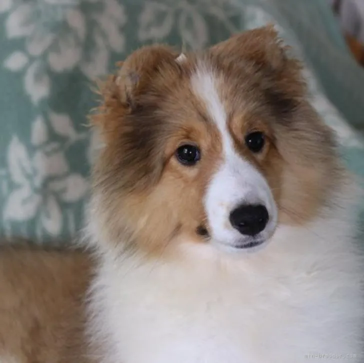 ID：2207-00725の子犬