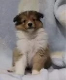 シェットランドシープドッグ【神奈川県・女の子・2024年3月15日・セーブル&ホワイト】の写真2