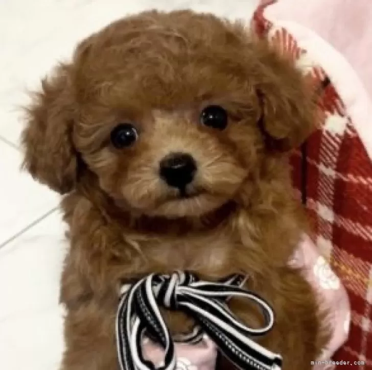 ID：2411-00868の子犬