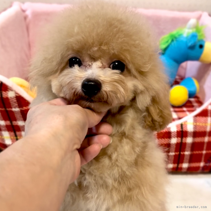 ブリーダー画像