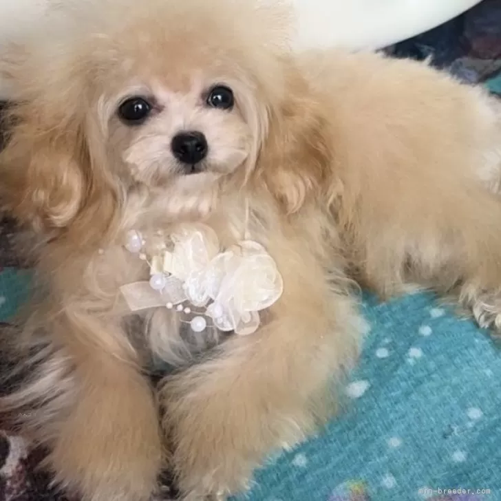 ティーカッププードル【徳島県・女の子・2024年12月31日・アプリコット】の写真1