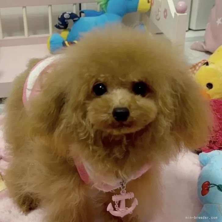 ID:2403-04457の子犬