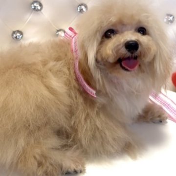 トイプードル(ティーカップ)【徳島県・男の子・2025年1月31日・アプリコット】の写真「手足短めのかわいい男の子❤️✨」