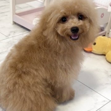 トイプードル(トイ)【徳島県・男の子・2025年3月4日・アプリコット】の写真「愛嬌のあるかわいいぼくちゃん💕」