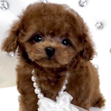 トイプードル(ティーカップ)【徳島県・女の子・2025年8月15日・レッド】の写真「愛らしい小さなかわいい女の子♥️✨」