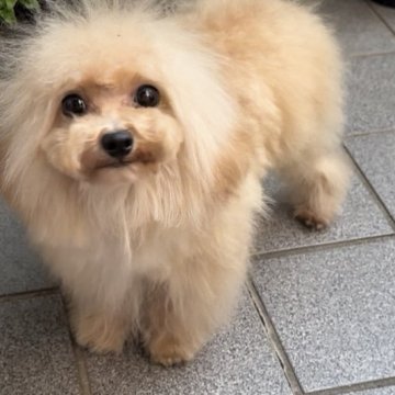 トイプードル(ティーカップ)【徳島県・男の子・2025年1月31日・アプリコット】の写真「手足短めのかわいい男の子❤️✨」