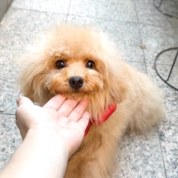 トイプードル(トイ)【徳島県・男の子・2025年3月4日・アプリコット】の写真「愛嬌のあるかわいいぼくちゃん💕」