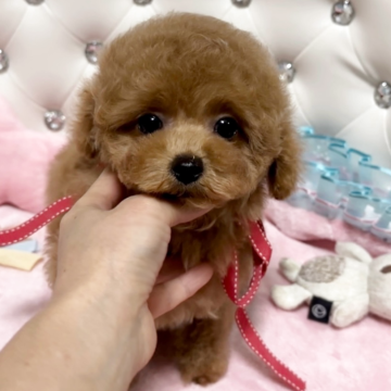 ティーカッププードル【徳島県・男の子・2025年9月23日・アプリコット】の写真「離れ気味のお目め✨かわいい男の子💕」