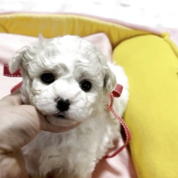 ビションフリーゼ【徳島県・女の子・2025年11月14日・ホワイト】の写真「癒され顔のかわいい女の子❤️✨」