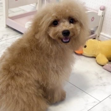 トイプードル(トイ)【徳島県・男の子・2025年3月4日・アプリコット】の写真「愛嬌のあるかわいいぼくちゃん💕」
