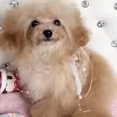 ティーカッププードル