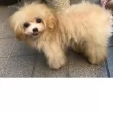 ティーカッププードル