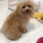 タイニープードル
