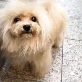 ティーカッププードル