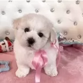 ビションフリーゼ