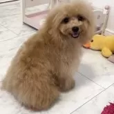 タイニープードル
