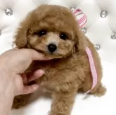 タイニープードル