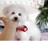 ビションフリーゼ