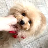 トイプードル(トイ)