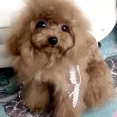 タイニープードル