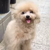 タイニープードル