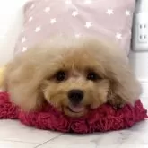 トイプードル(トイ)