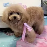 タイニープードル