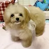 ティーカッププードル