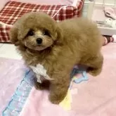 タイニープードル【徳島県・女の子・2025年1月4日・アプリコット】の写真3