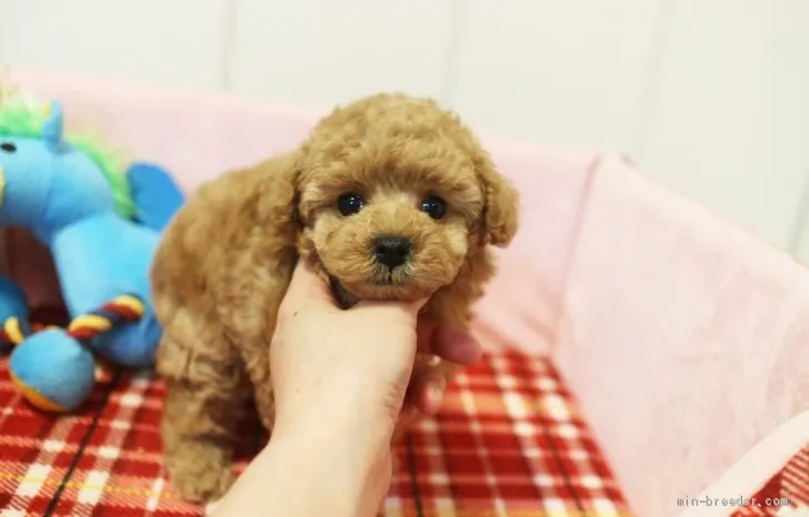 ID：2002-00008の子犬