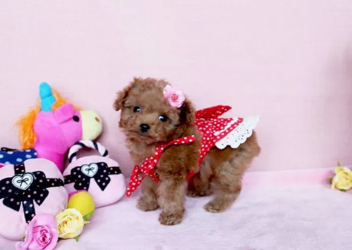 ID：1502-00341の子犬