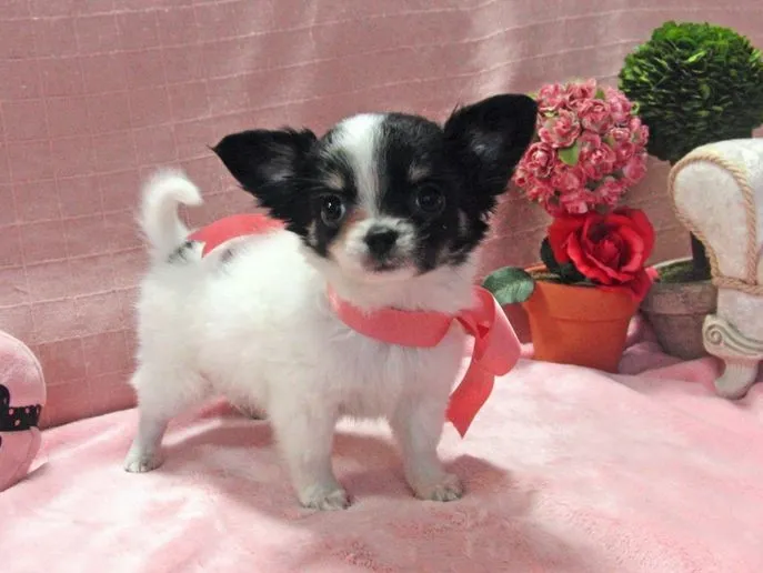 ID:1312-00593の子犬
