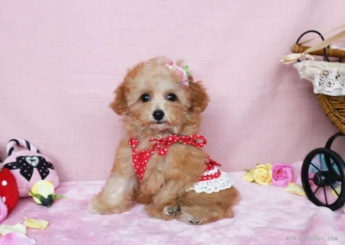 ID：1507-01374の子犬